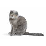 Compro gato Scottish Fold