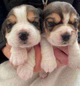 Cachorros Beagle com Lop e Afixo