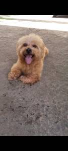 Lhasa apso - Procuro uma namorada