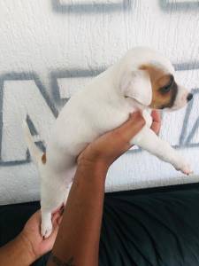 Jack Russel- Macho e fmea disponivel