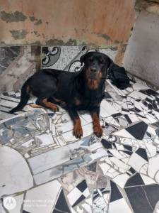 Procuro macho com pedigree para cruzar com minha rottweiler