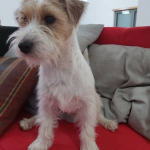 Jack Russel - Montas