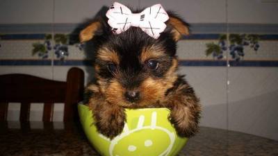 supe mini yorkshire terrier