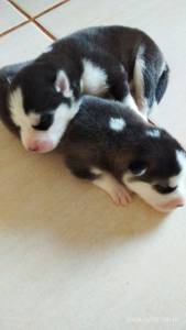 Lindos Filhote de Husky Siberiano disponveis para reserva