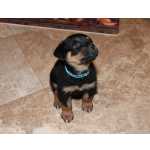 Rottweiler ltima Macho E  Fmea