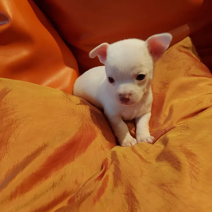 Chihuahua pequenino