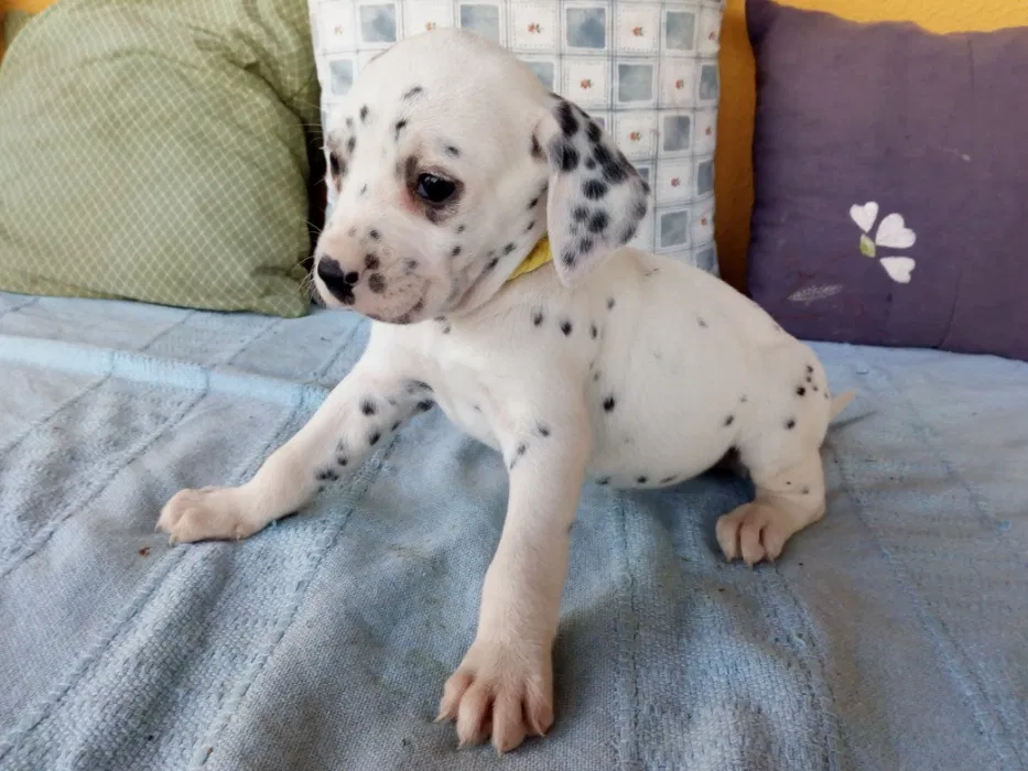 Dlmata Com Pedigree Para Venda