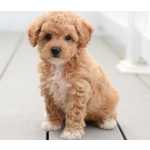 Poodle