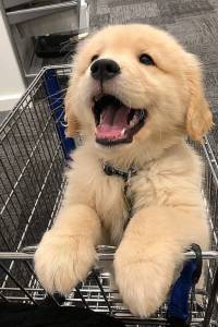 golden muito fofinho a pronta entrega, um pet de família - Cachorros e  acessórios - Pinheiros, São Paulo 1097949230