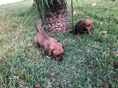 BASSET MINI TECKEL SALSICHA DOURADOS E CHOCOLATE ENTREGO HOJE PRESENTO CHAMA NO ZAP LAPA SP