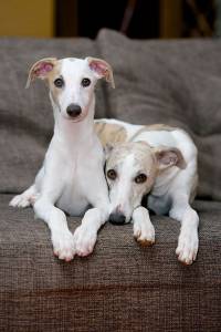 whippet