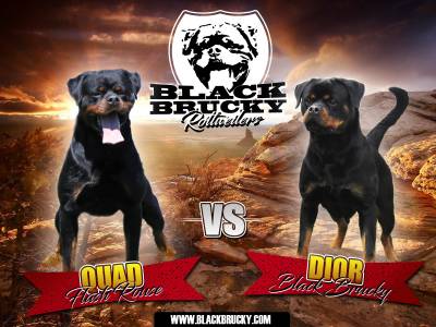 Ninhada Rottweiler Black Brucky