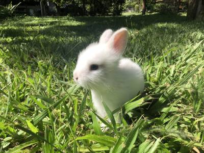Coelho mini lion