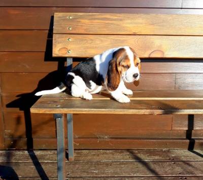 Cachorro Beagle tricolor