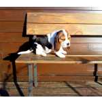 Cachorro Beagle tricolor