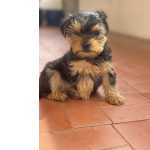 Fofo Yorkshire terrier