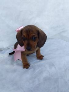 BASSET MINI TECKEL SALSICHA FILHOTES DOURADOS ENTREGO HOJE PRESENTO CHAMA NO ZAP LAPA SP