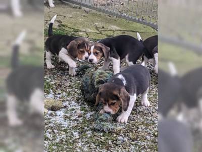 Beagle com  lop e afixo descendentes de campeoes