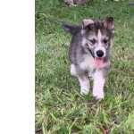 ESTAMOS COM LINDOS FILHOTES DE HUSKY SIBERIANO  PRONTA ENTREGA