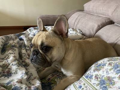 Procuro Bulldog francs macho para acasalar