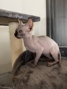 Sphynx