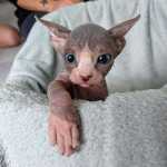 Sphynx