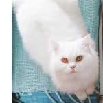 O meu gato desapareceu