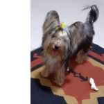 Yorkshire Terrier Fmea Prata