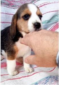 Cachorro Beagle com Lop e Afixo