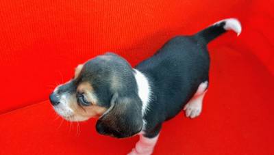 Miniatura cachorros beagle