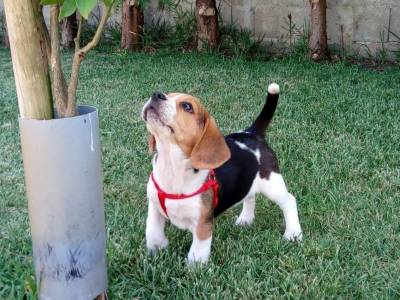 Cachorro beagle tricolor e bicolor