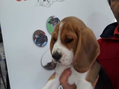Cachorro beagle tricolor e bicolor