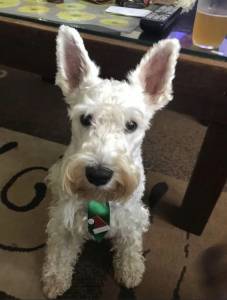 Schnauzer Mini Branco