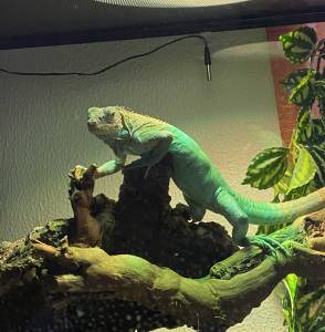 Iguana Azul Bebé