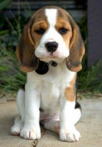Beagle LINDOS DISPONIVEL