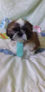 SHIH TZU S MACHINHOS