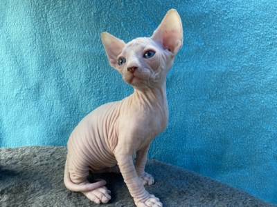 Sphynx beb