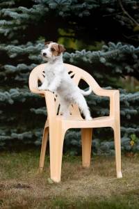 Jack Russell terrier com Lop 