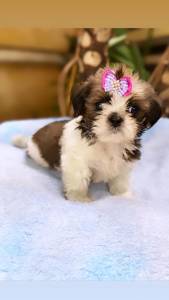 LHASA APSO LINDAS FEMEAS