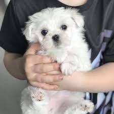 Linda Macho e Femea Cachorro Bichon Maltese