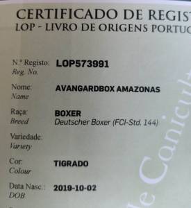 Boxer Macho LOP e Pedigree disponvel para acasalamento
