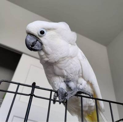 Cacatua alba