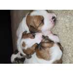 Jack Russell terrier p�lo cerdoso LOP