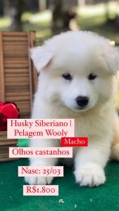 Lindos Filhotes De Husky Siberiano