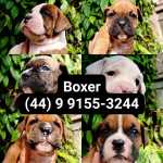 Magnficos Filhotes Boxer
