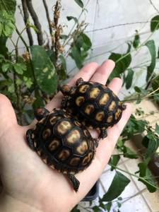 Filhote de tartaruga de terra