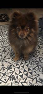 Procuro NAMORADA Lulu da Pomerania