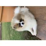 Spitz Alemo para Cruza