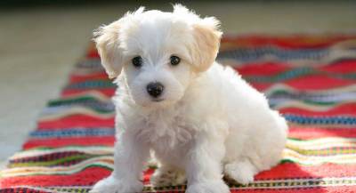 Bichon Maltese  Macho e Femea  Com LOP e Pedigree