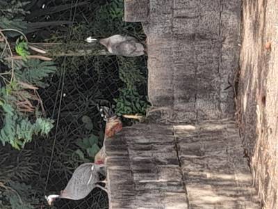 Angolas tradicionais pra controle natural de pragas